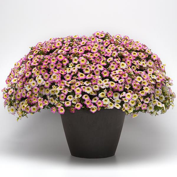 Cha-Cha™ Diva Hot Pink Calibrachoa - Container