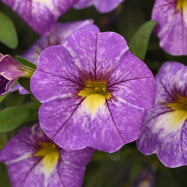 Cha-Cha™ Diva Lavender Calibrachoa - Bloom