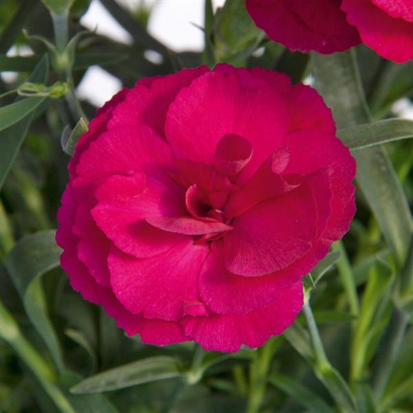 SuperTrouper™ Purple Dianthus - Bloom