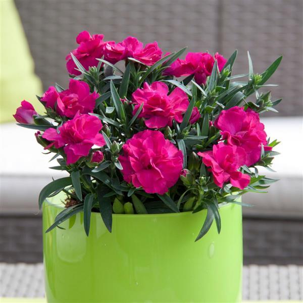 SuperTrouper™ Purple Dianthus - Container