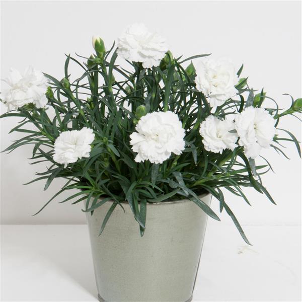 SuperTrouper™ White Dianthus - Container