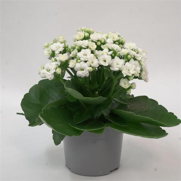 Mandala® Double White Kalanchoe - Container