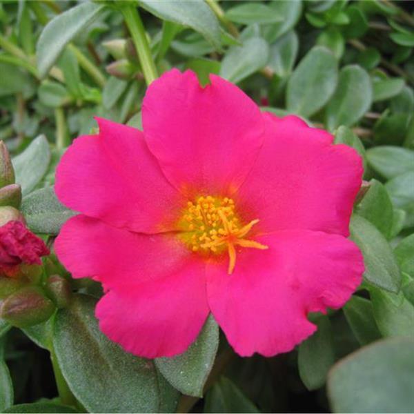 PortoGrande™ Magenta Portulaca - Bloom