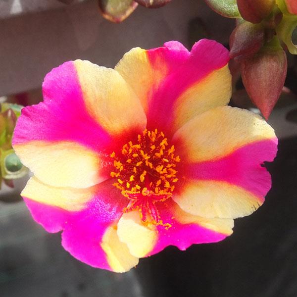 PortoGrande™ Raspberry Lemonade Portulaca - Bloom