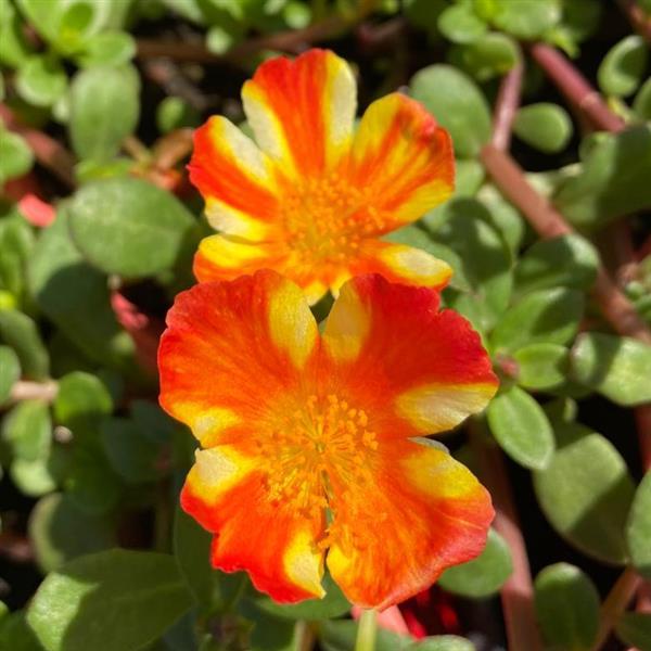 PortoGrande™ Citrus Crush Portulaca - Bloom