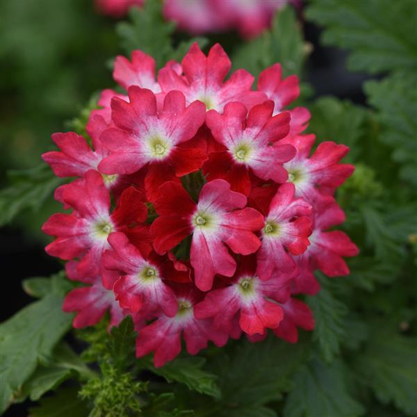 Beats™ Red+White Verbena - Bloom