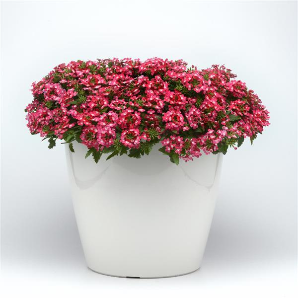 Beats™ Red+White Verbena - Container