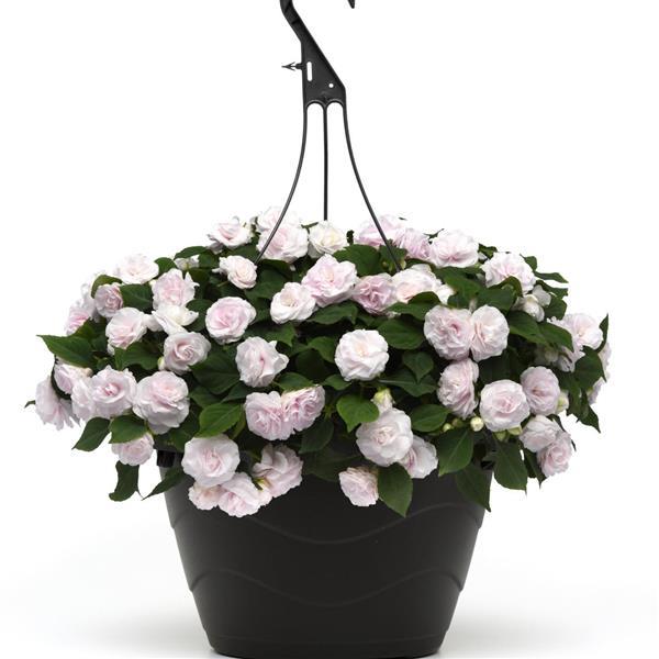 Glimmer™ White Double Impatiens - Basket