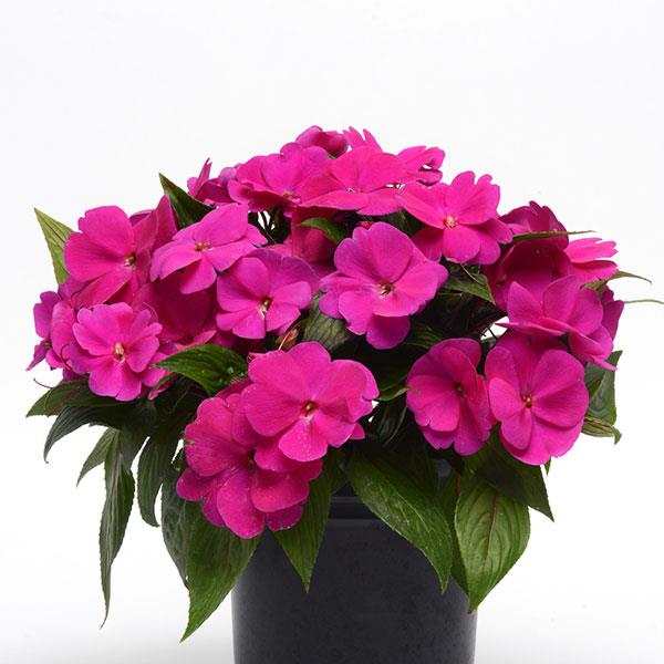 Clockwork™ Purple New Guinea Impatiens - Container