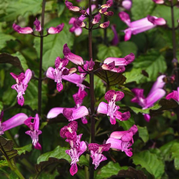 Mona Magenta Plectranthus - Bloom