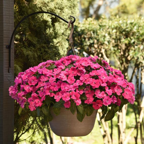 Solarscape® XL Pink Jewel Interspecific Impatiens - Basket