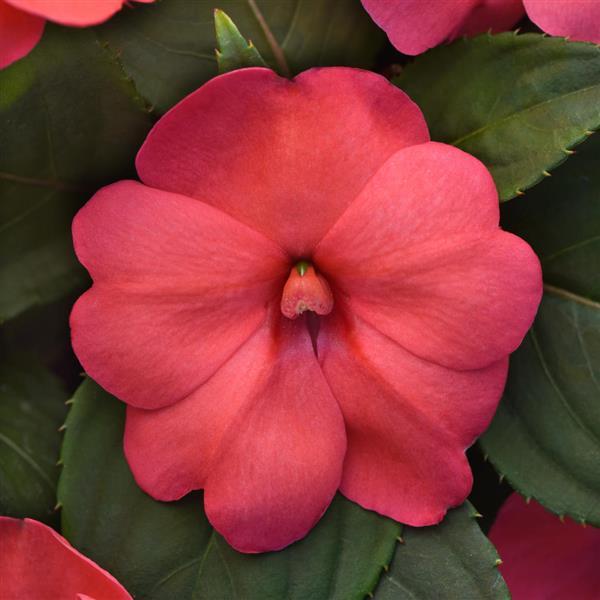 Solarscape® XL Salmon Glow Interspecific Impatiens - Bloom