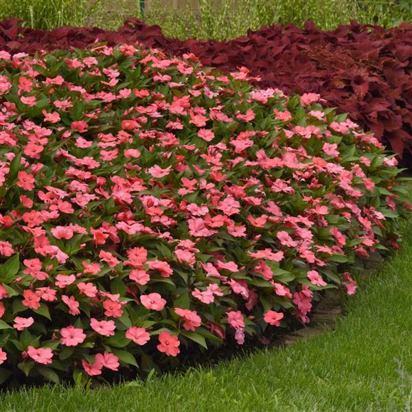 Solarscape® XL Salmon Glow Interspecific Impatiens - Commercial Landscape 1