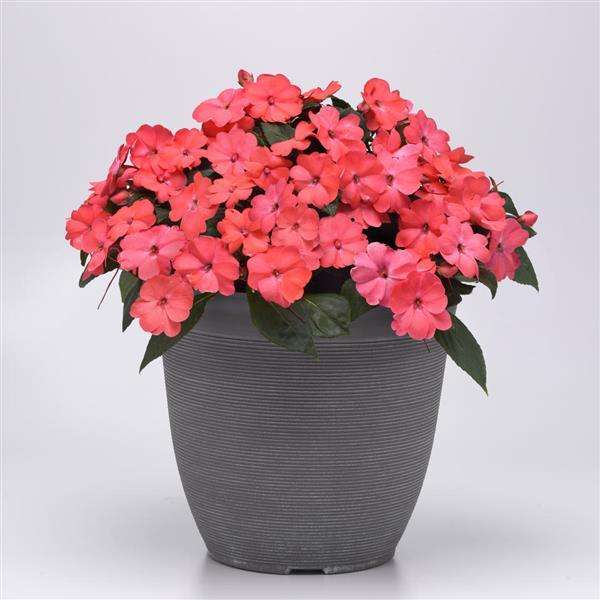 Solarscape® XL Salmon Glow Interspecific Impatiens - Container