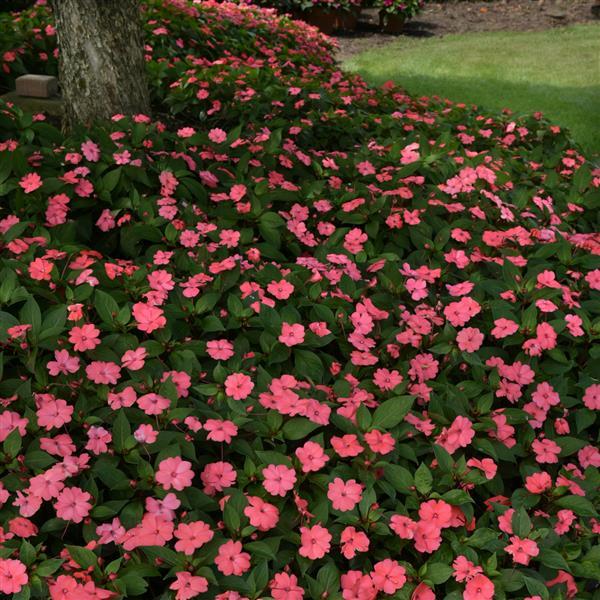 Solarscape® XL Salmon Glow Interspecific Impatiens - Landscape