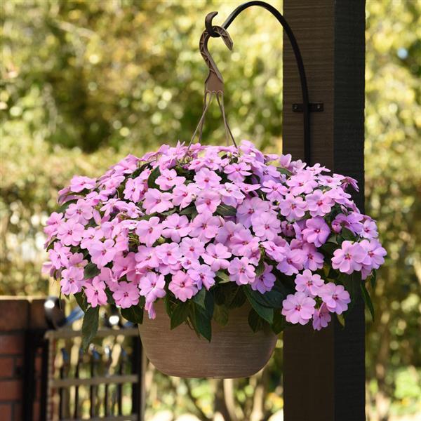 Solarscape® XL Lilac Spark Interspecific Impatiens - Basket