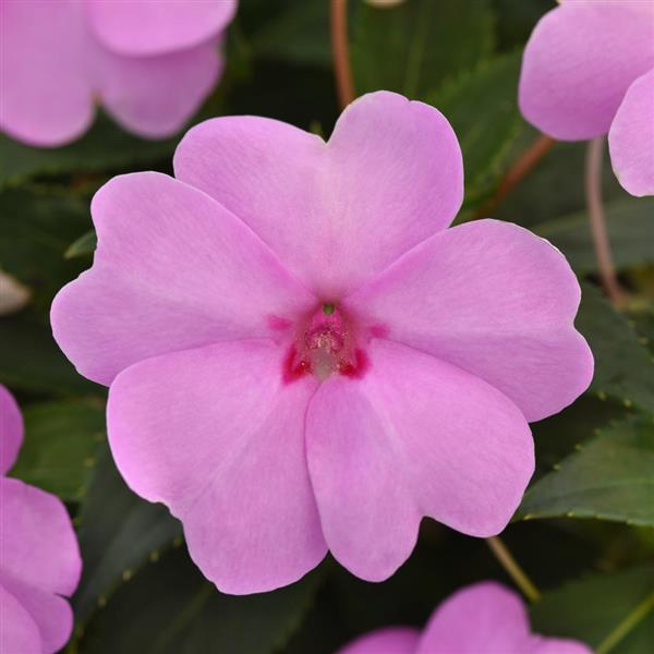 Solarscape® XL Lilac Spark Interspecific Impatiens - Bloom