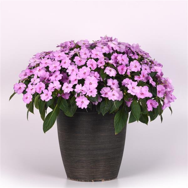 Solarscape® XL Lilac Spark Interspecific Impatiens - Container