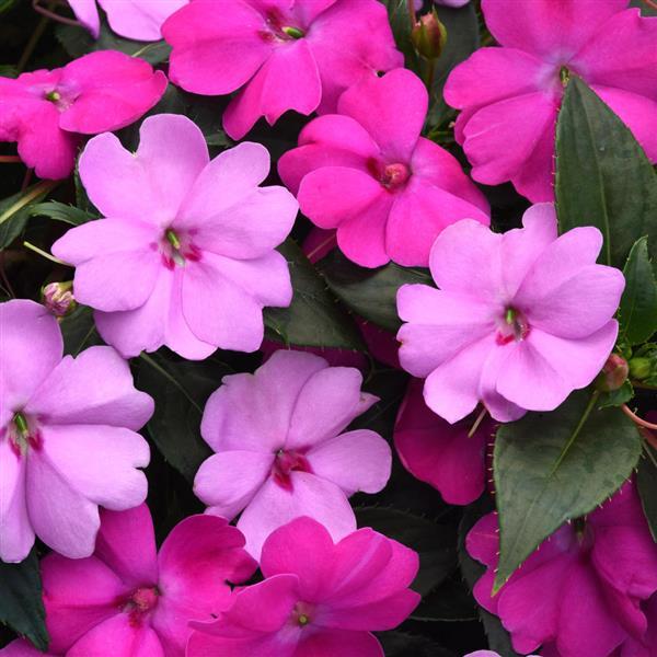 Solarscape® XL Brilliant Gems Mixture Interspecific Impatiens - Bloom