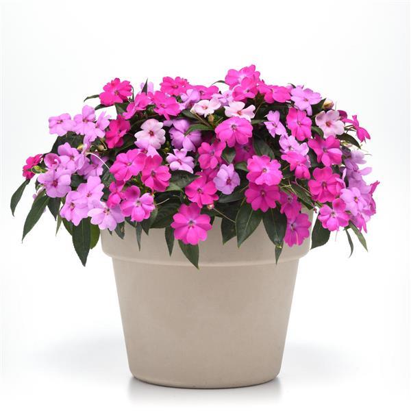 Solarscape® XL Brilliant Gems Mixture Interspecific Impatiens - Container