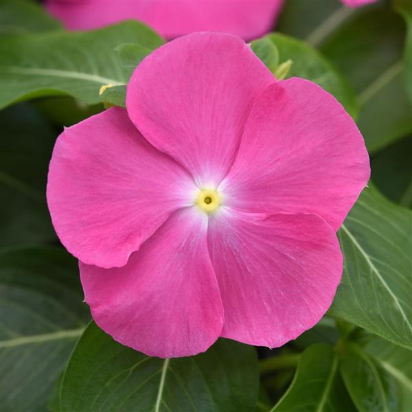 Pacifica XP Pink Vinca - Bloom