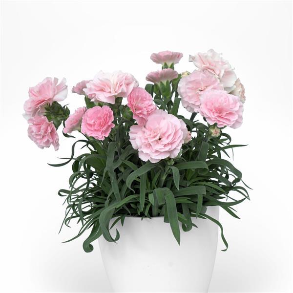 SuperTrouper™ Appleblossom Dianthus - Container