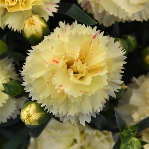 SuperTrouper™ Yellow Dianthus - Bloom