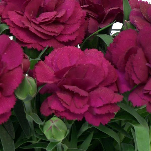 SuperTrouper™ Purple 26 Dianthus - Bloom