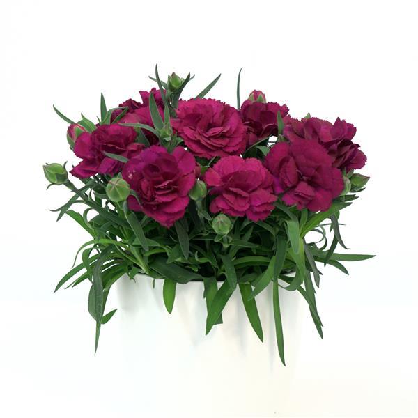 SuperTrouper™ Purple 26 Dianthus - Container