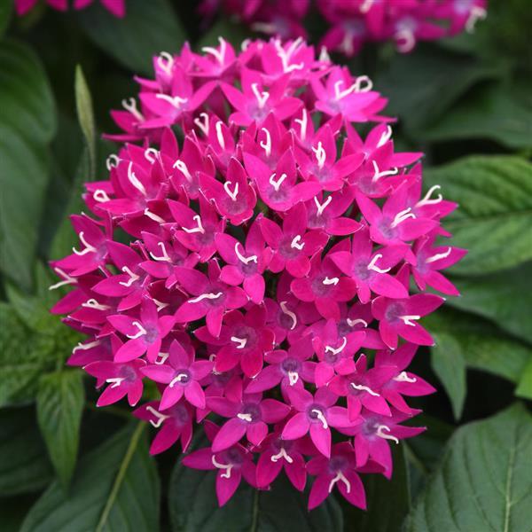 Lucky Star® Violet Improved Pentas - Bloom