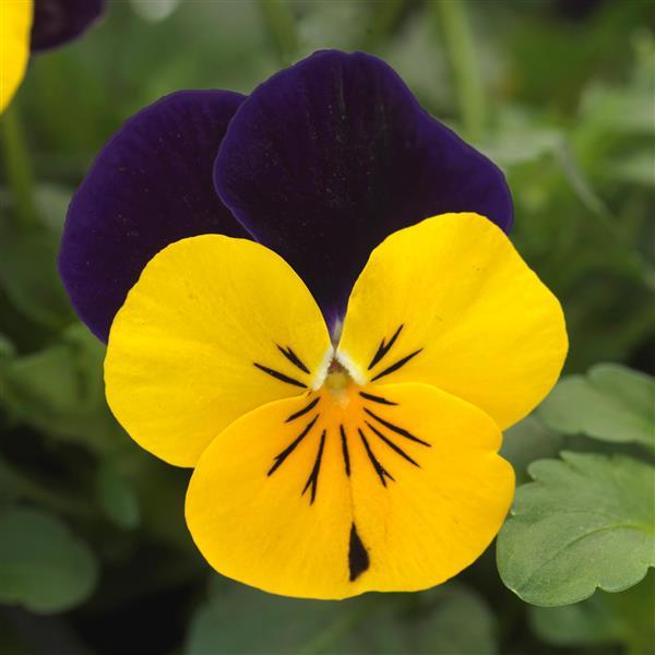 Sorbet® XP Yellow Jump Up Improved Viola - Bloom