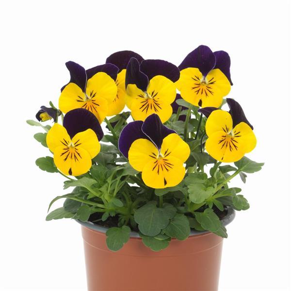 Sorbet® XP Yellow Jump Up Improved Viola - Container