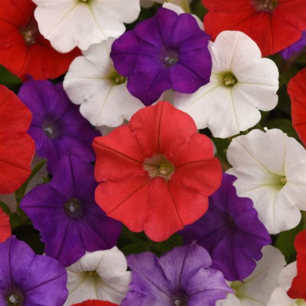 Shock Wave® Volt Mixture Improved Spreading Petunia - Bloom