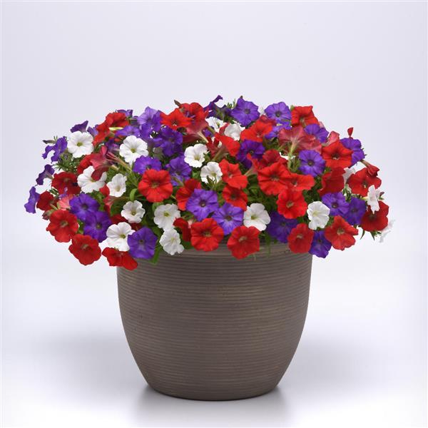 Shock Wave® Volt Mixture Improved Spreading Petunia - Container