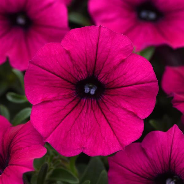 Shock Wave® Deep Purple Improved Spreading Petunia - Bloom