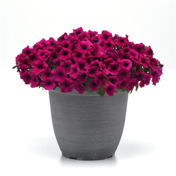 Shock Wave® Deep Purple Improved Spreading Petunia - Container