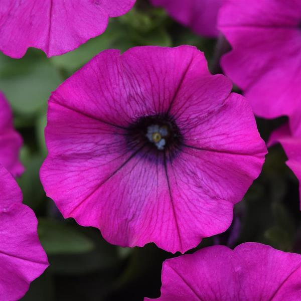 Shock Wave® Violet Spreading Petunia - Bloom