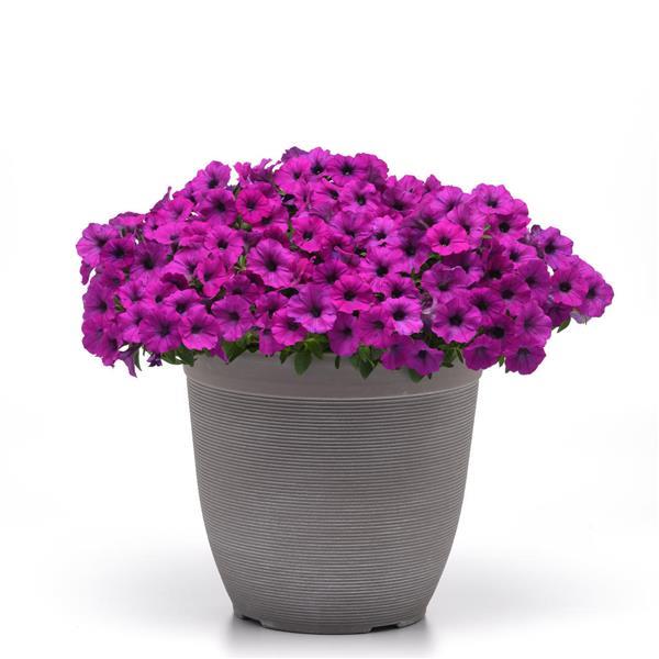 Shock Wave® Violet Spreading Petunia - Container