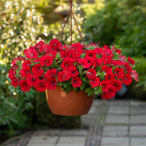 Shock Wave® Red Improved Spreading Petunia - Basket