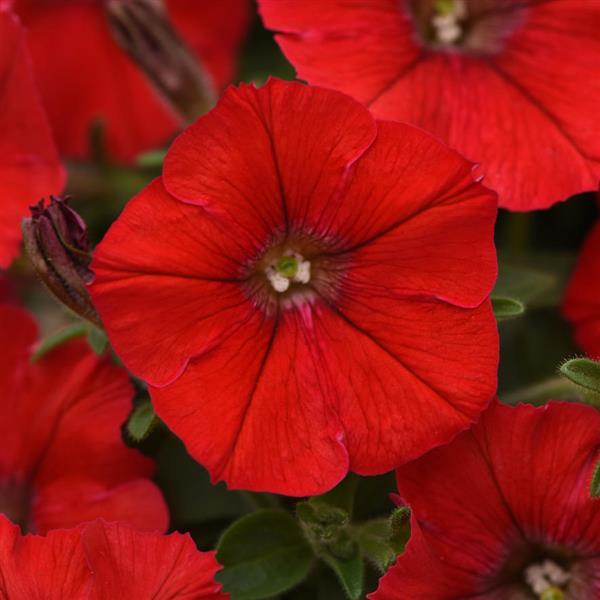 Shock Wave® Red Improved Spreading Petunia - Bloom