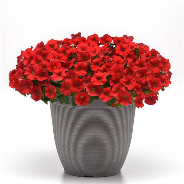 Shock Wave® Red Improved Spreading Petunia - Container