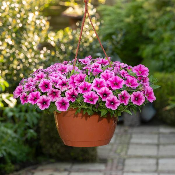 Shock Wave® Rose Vein Spreading Petunia - Basket