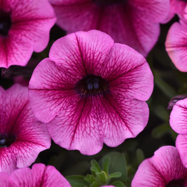 Shock Wave® Rose Vein Spreading Petunia - Bloom