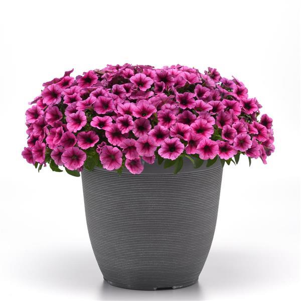 Shock Wave® Rose Vein Spreading Petunia - Container