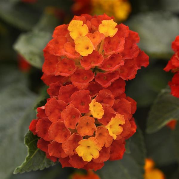 Shamrock™ Red Lantana - Bloom