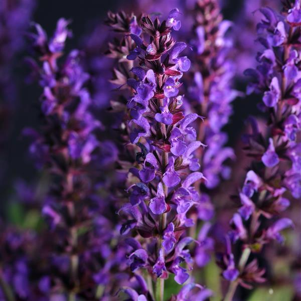 Salvia nemorosa Lyrical™ Blues - Bloom