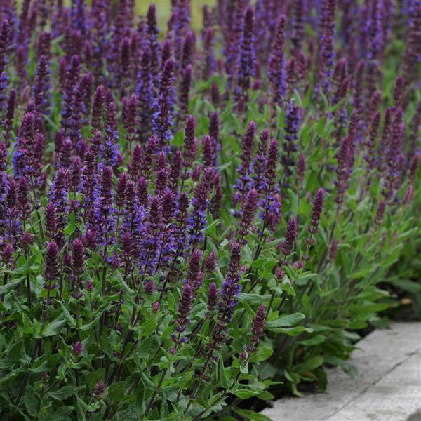 Salvia nemorosa Lyrical™ Blues - Commercial Landscape 1