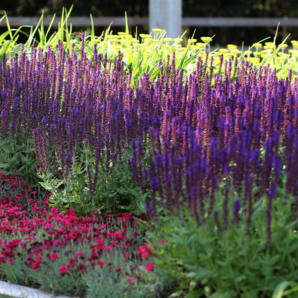 Salvia nemorosa Lyrical™ Blues - Commercial Landscape 2