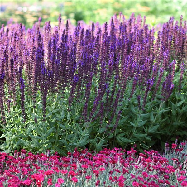 Salvia nemorosa Lyrical™ Blues - Commercial Landscape 3