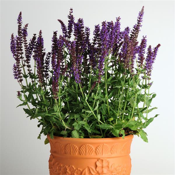 Salvia nemorosa Lyrical™ Blues - Container